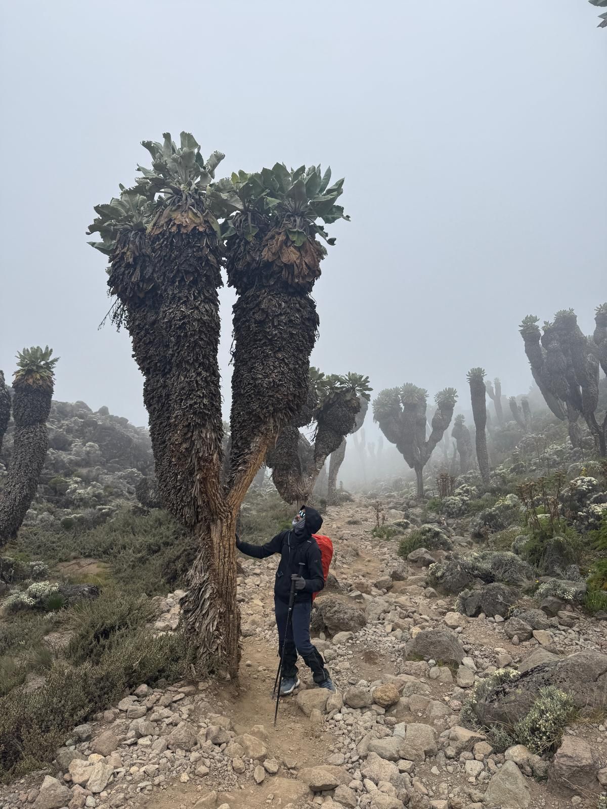 Giant Senecio plants in the moorland zone of Kilimanjaro