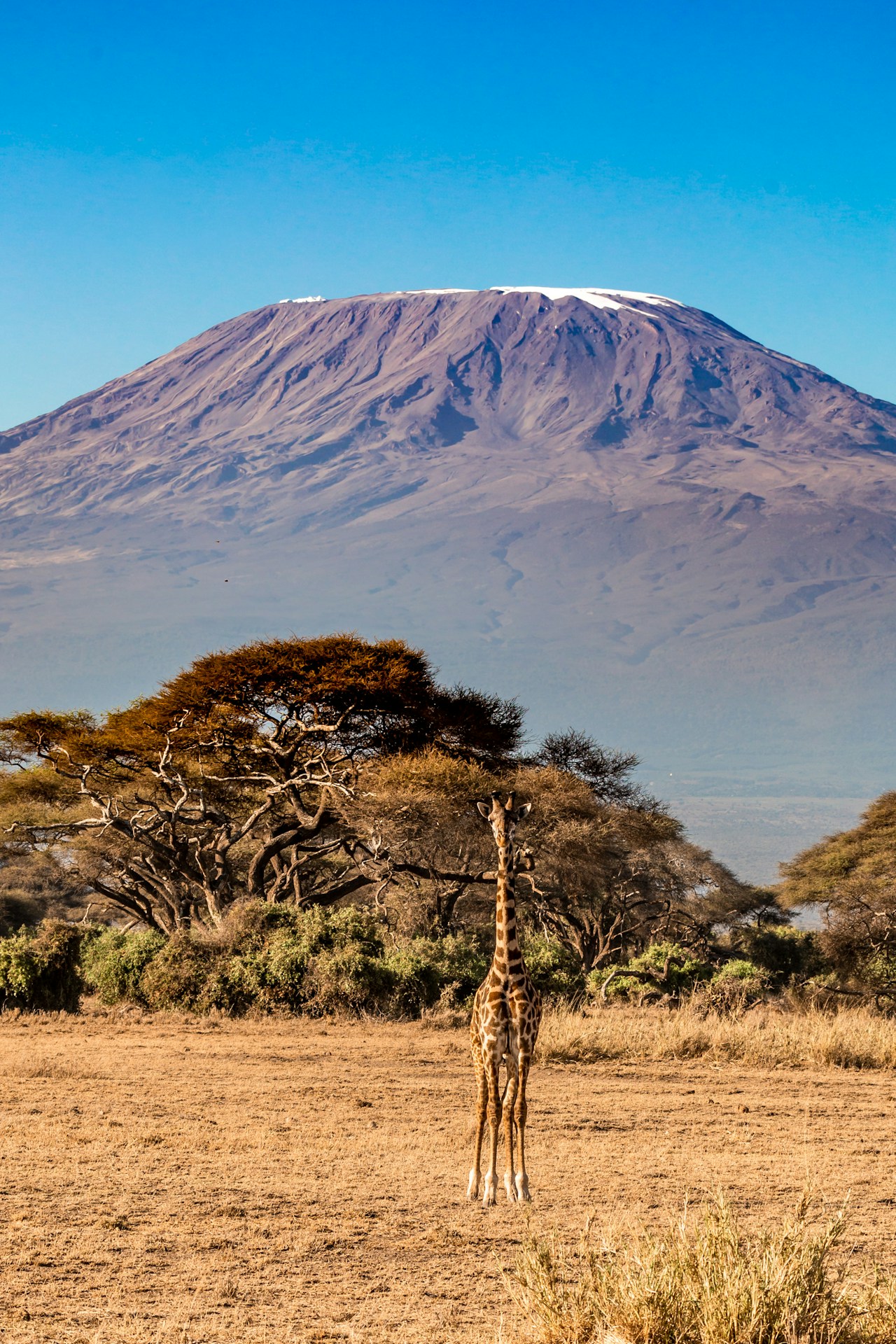 Giraffe with Mount Kilimanjaro in the background
