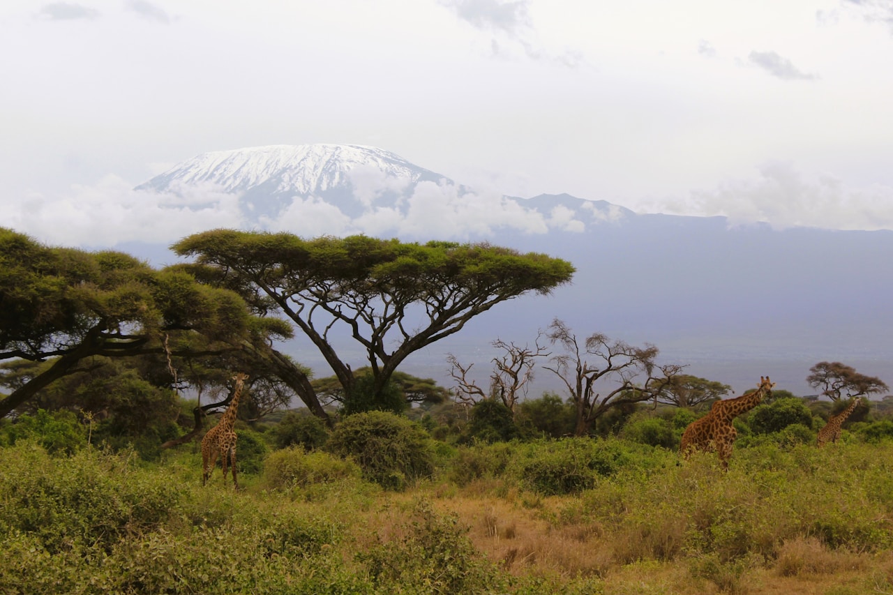 Flights to Kilimanjaro